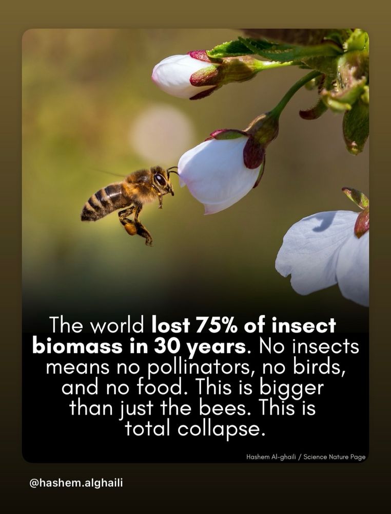 The world lost 75% of insect biomass in 30 years. No insects means no pollinators, no birds, and no food. This is bigger than just the bees. This is total collapse.