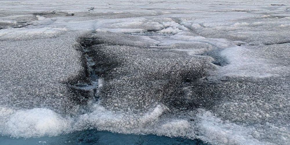 Riesenviren auf dem Grönländischen Eisschild entdeckt