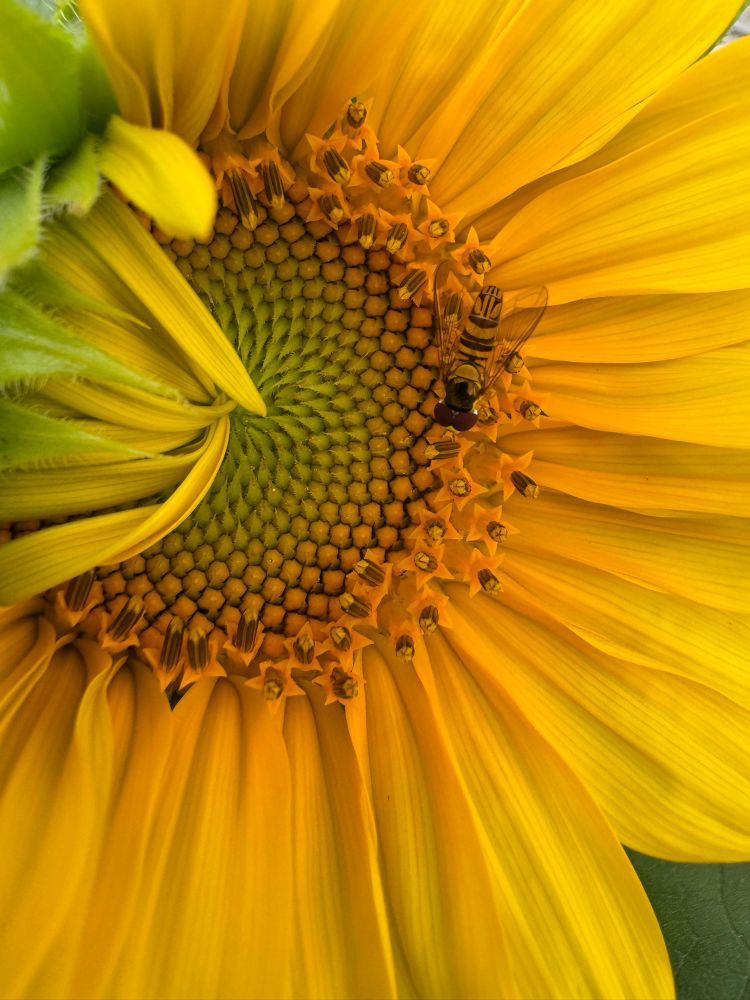 yellow sunflower with a sweat bee, I think lol