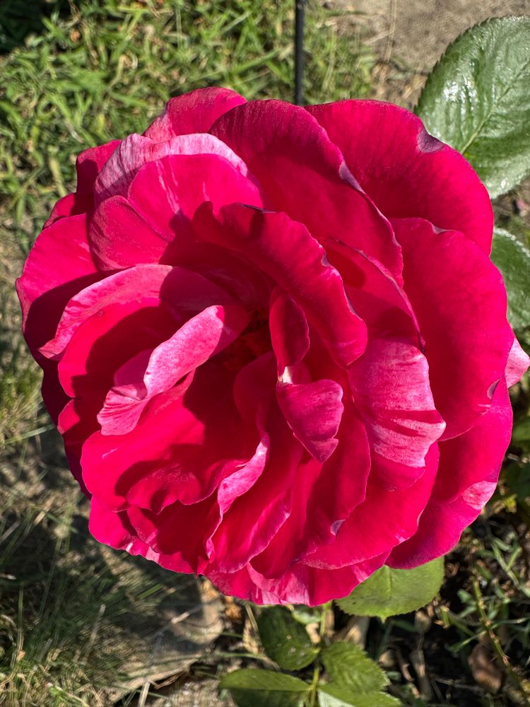 red and white rose

ferdinand pichard 