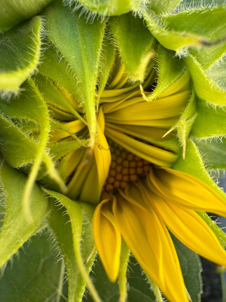 sunflower in bloom