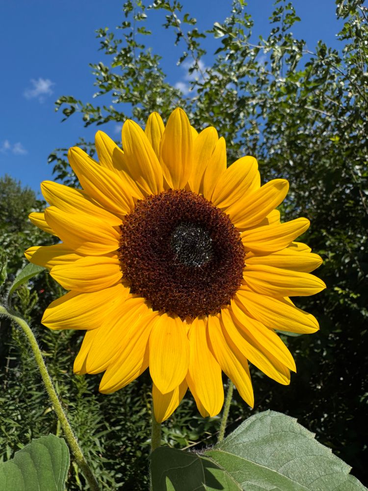 yellow sunflower 