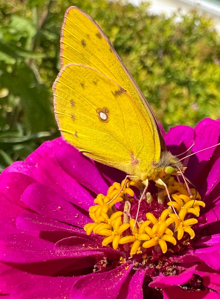 yellow butterfly on a pink zinnia 