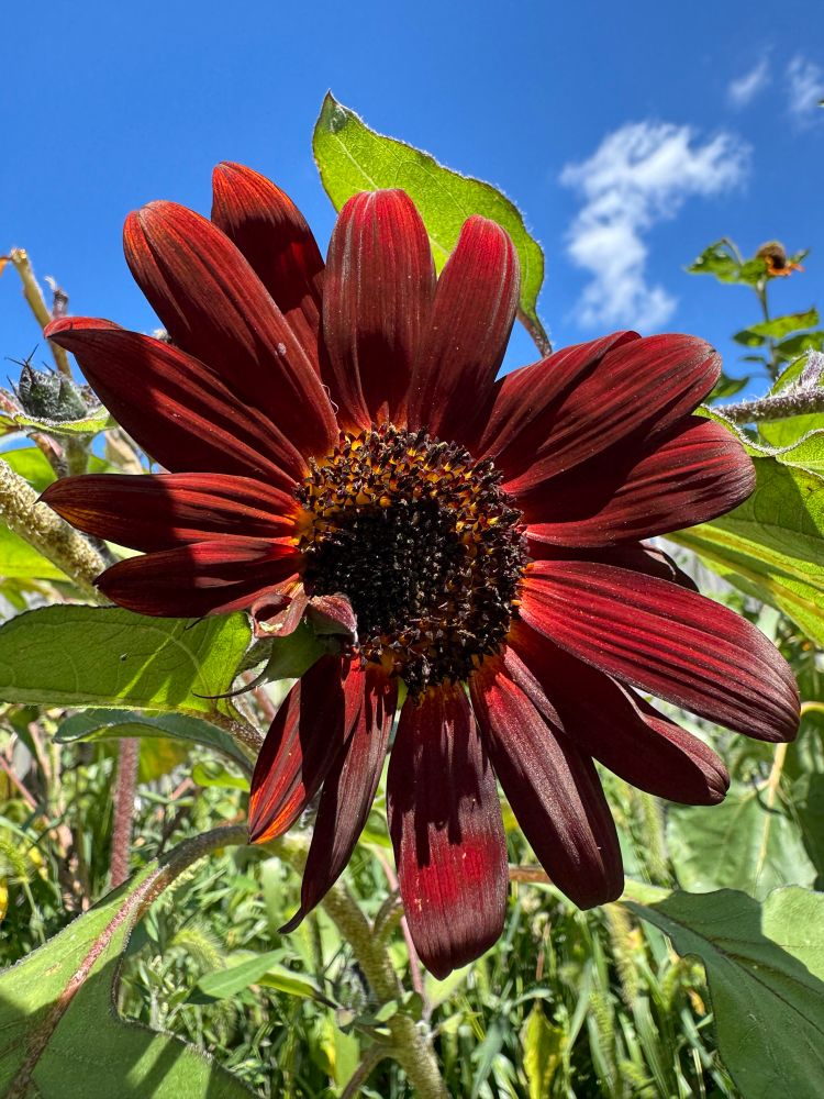 dark red sunflower 