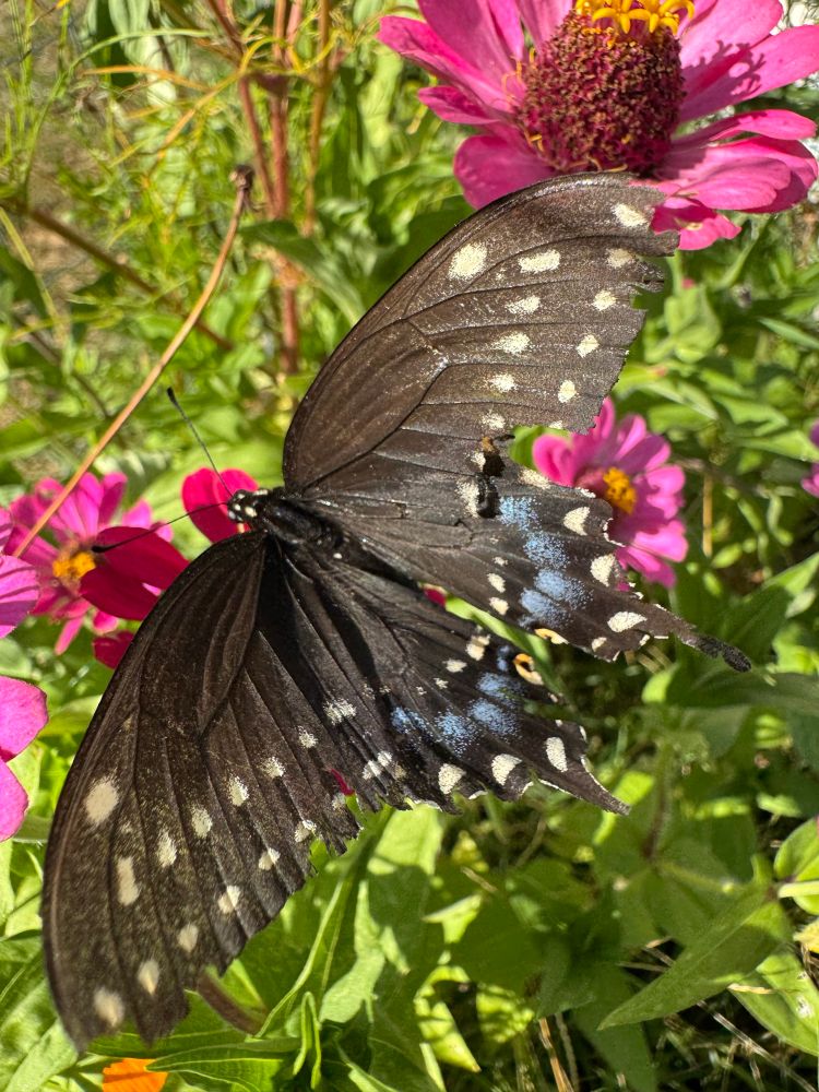 Black swallowtail and a pink zinnia 