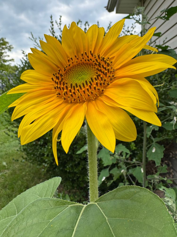 yellow sunflower 