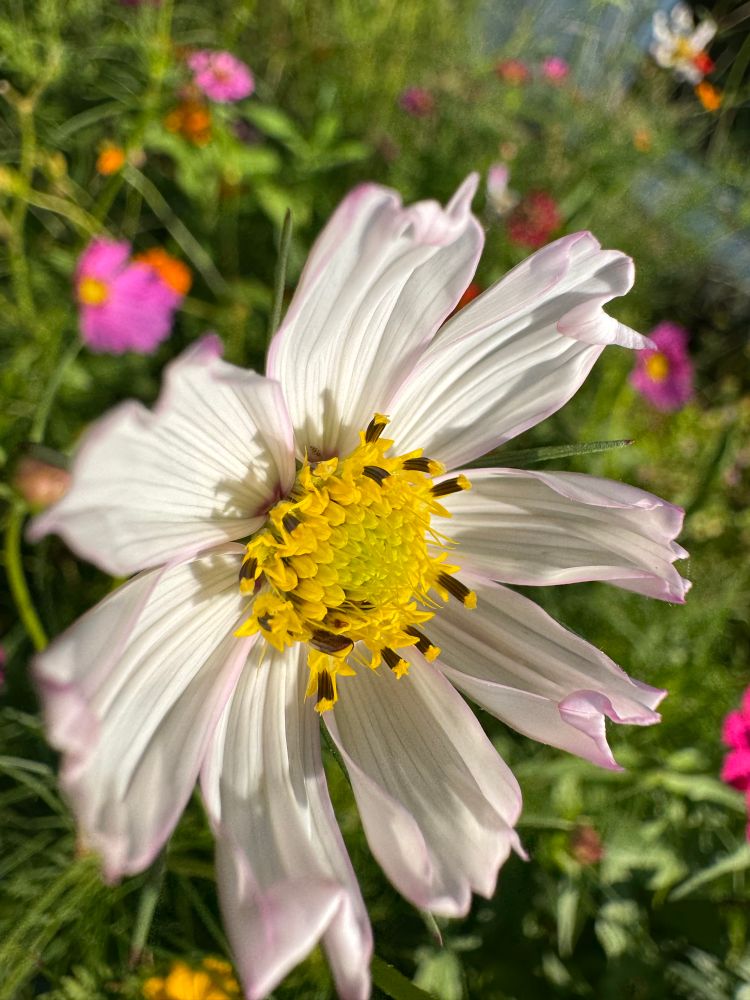 white and purple cosmos 