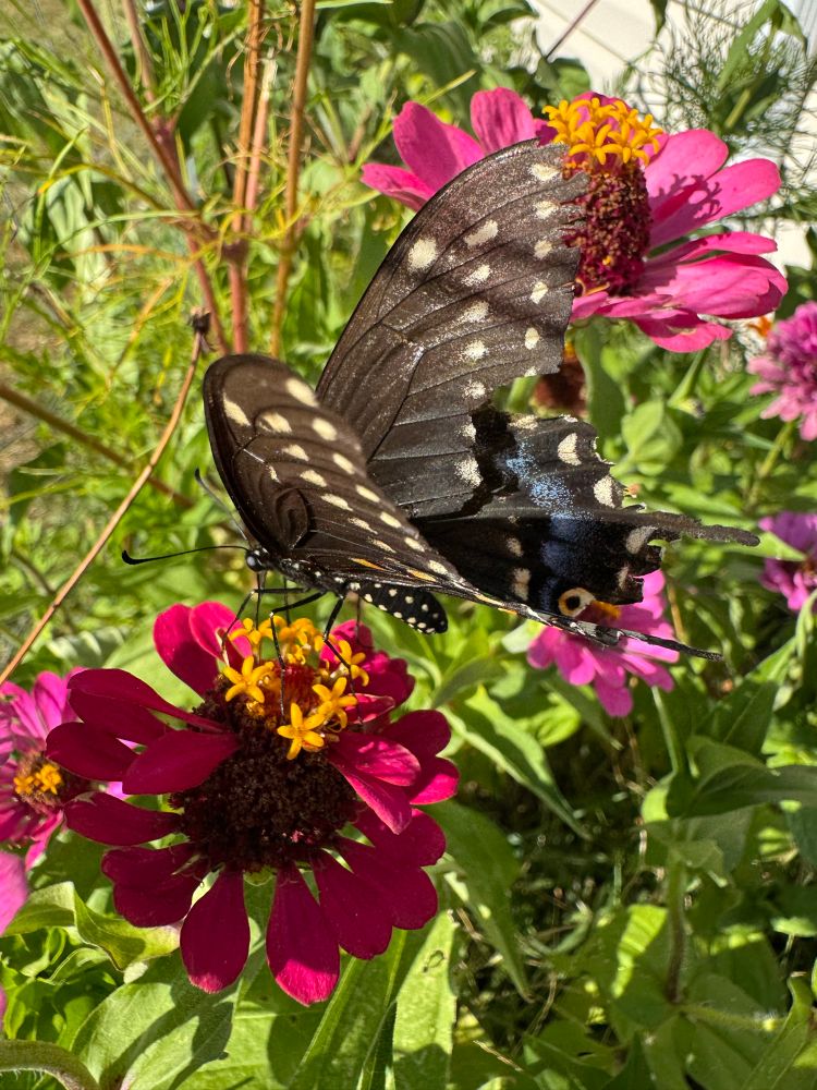 Black swallowtail and a pink zinnia 