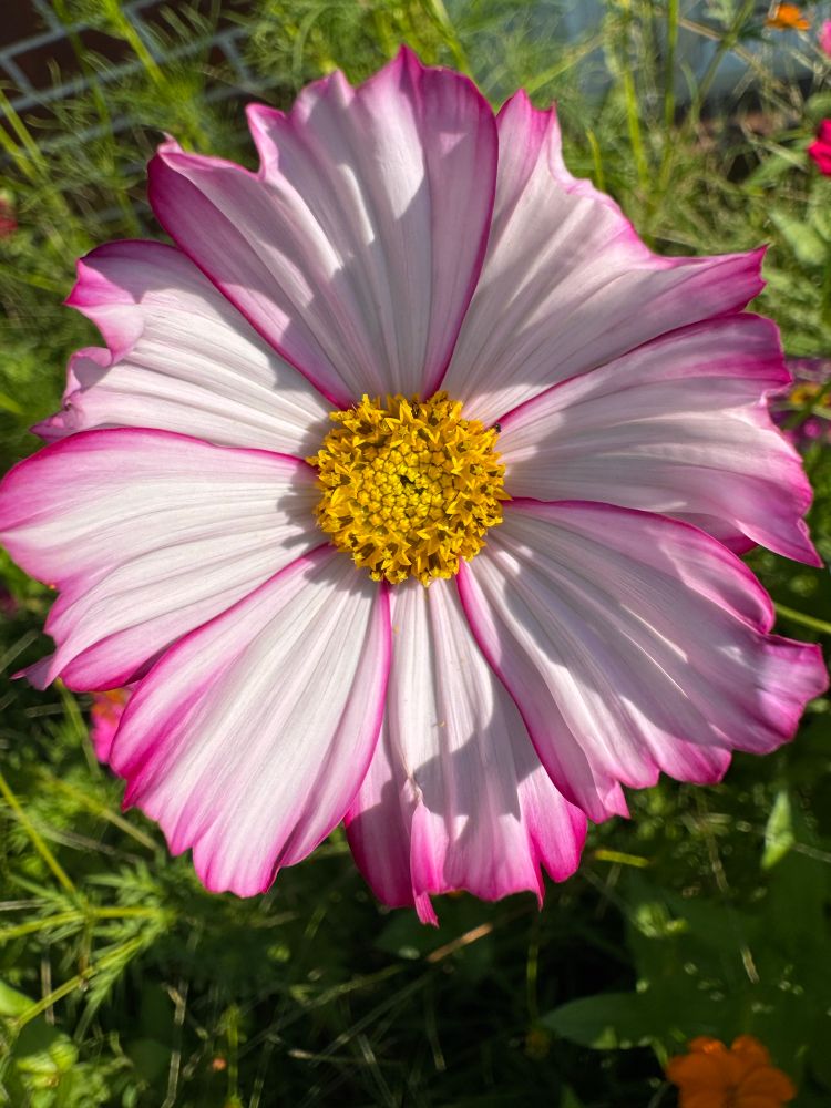 white and purple cosmos 
