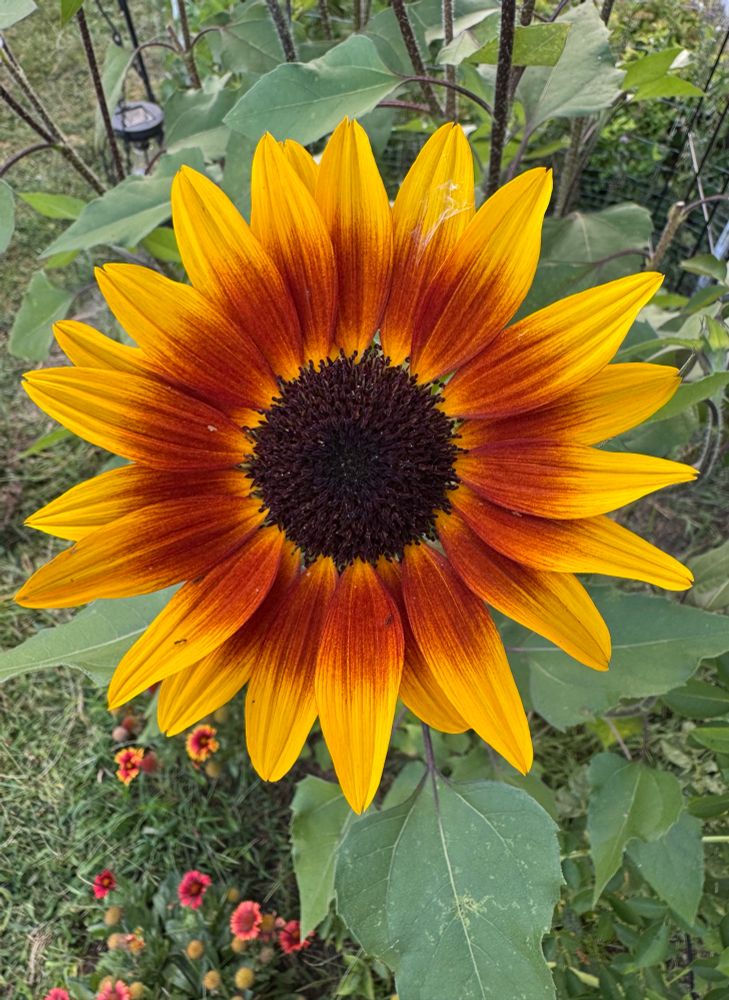 red and yellow sunflower 