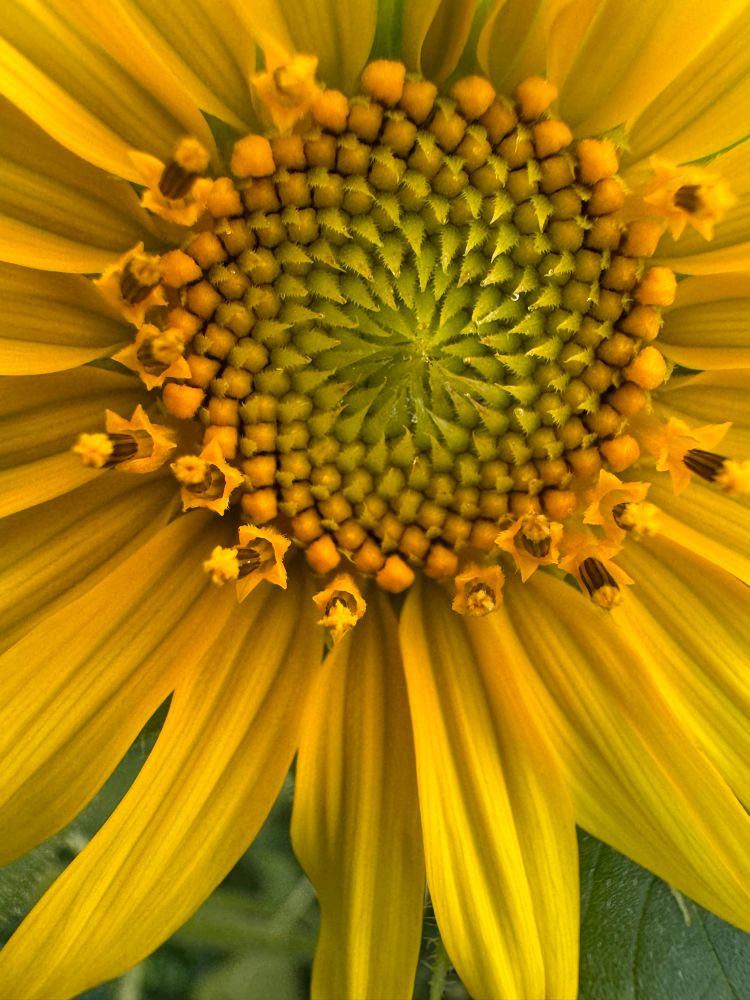 sunflower in bloom 