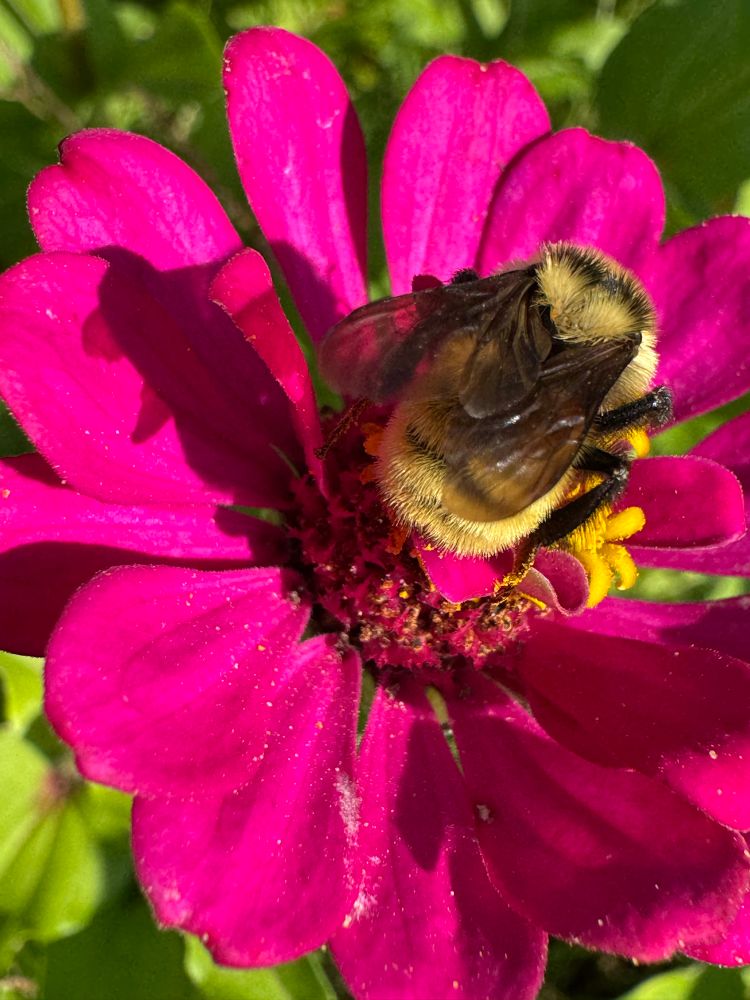 bee on a pink zinnia 