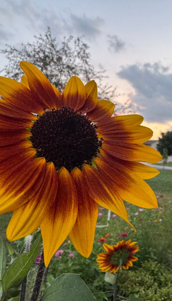 red and yellow sunflower 