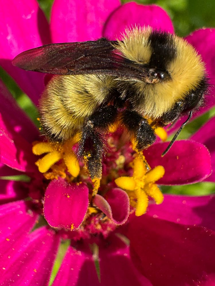 bee collecting pollen on a pink zinnia 