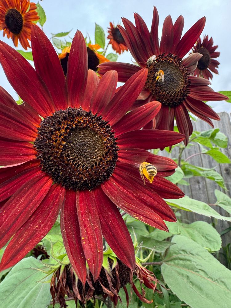 multiple bees on sunflowers 