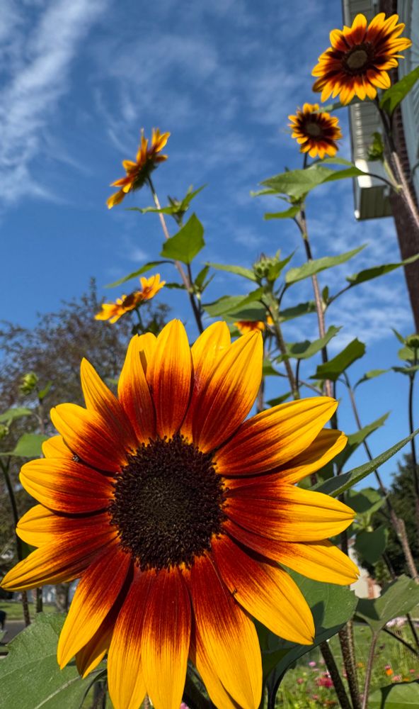 red and yellow sunflowers 