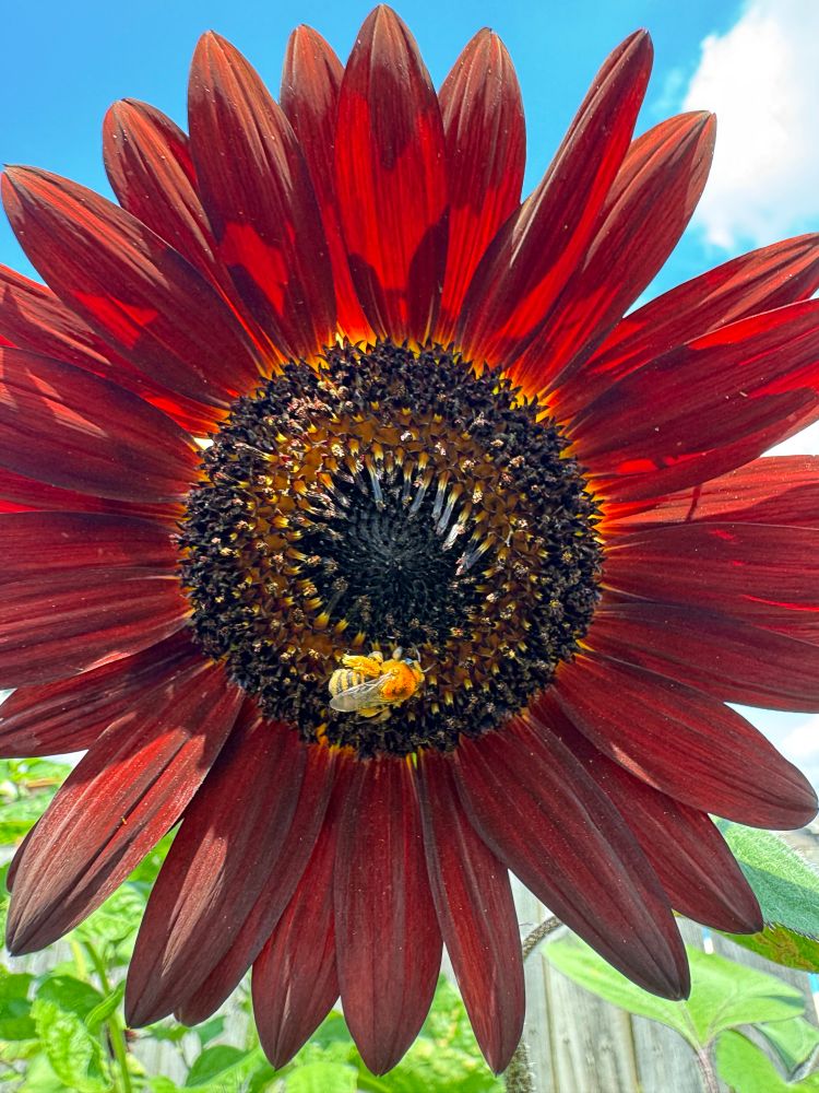 bee on a sunflower 