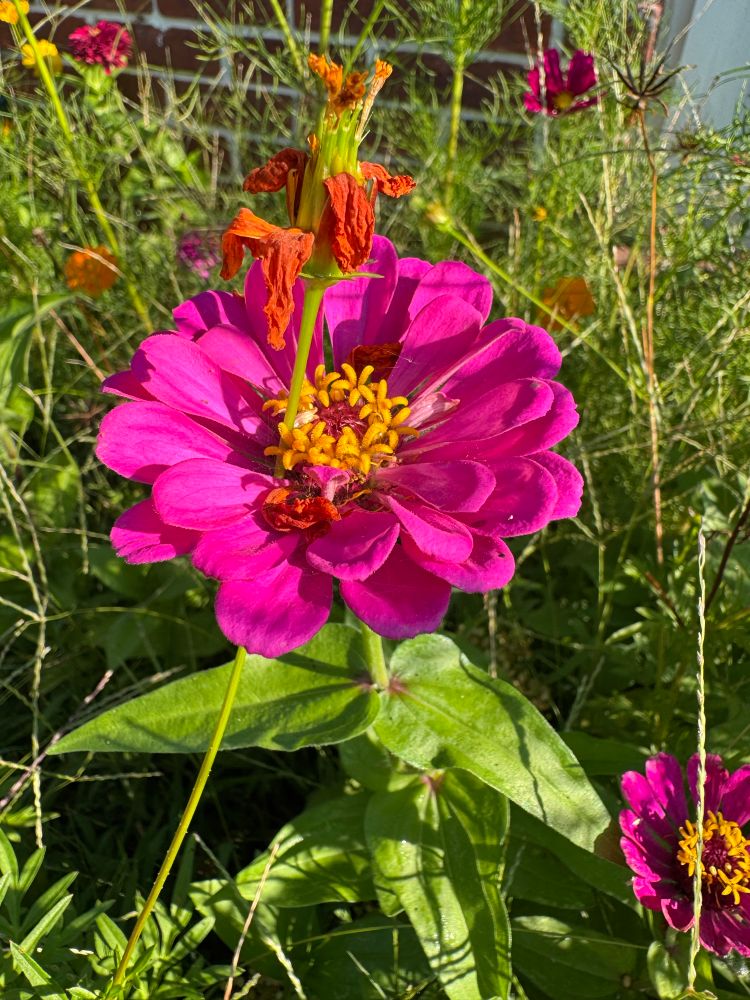pink zinnia 