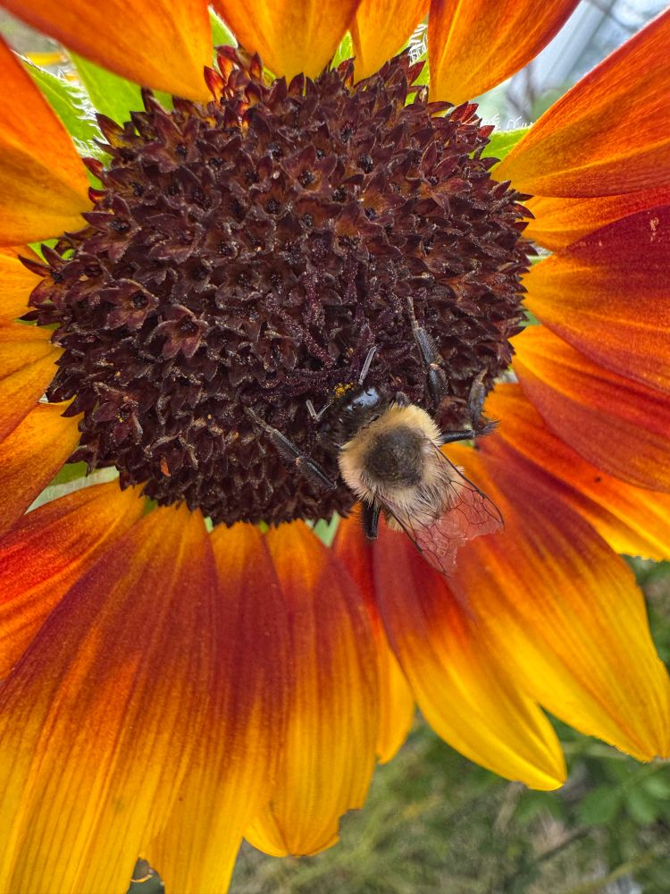 bumblebee on a red and yellow sunflower 