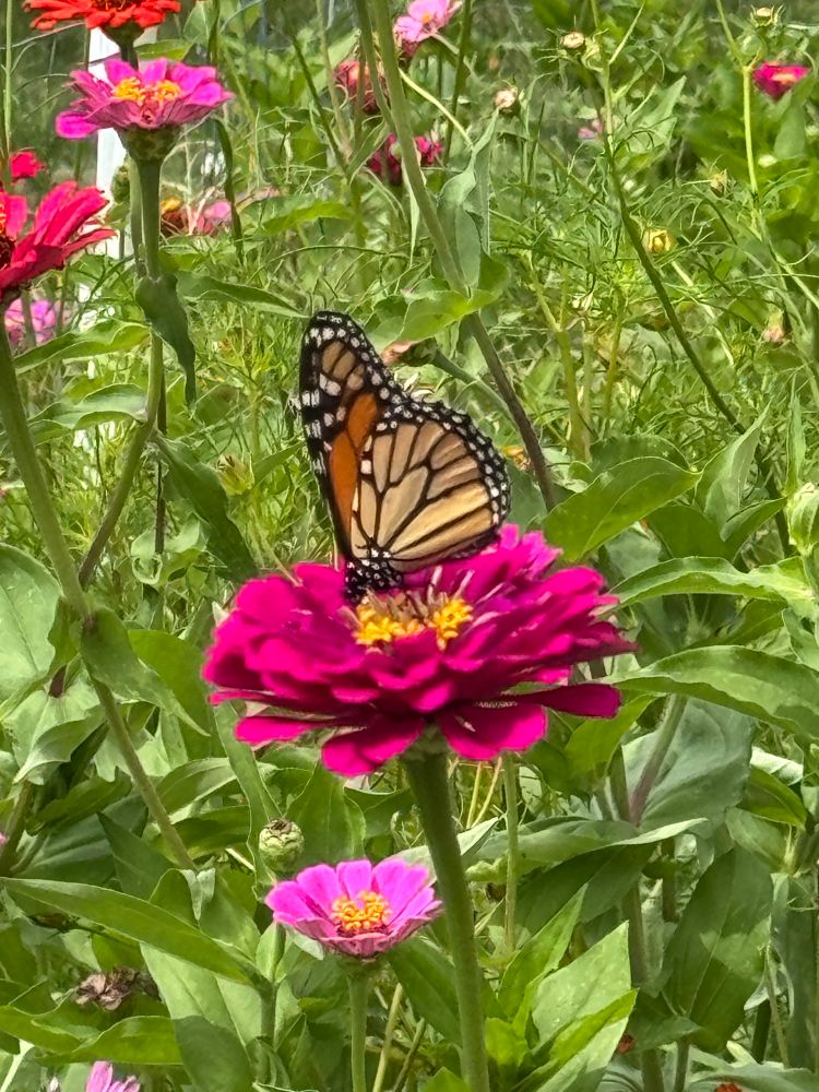 monarch on a zinnia 