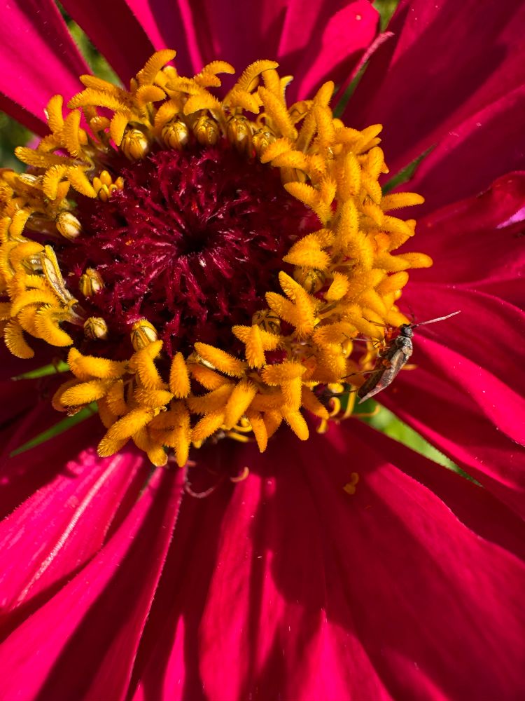 red zinnia 