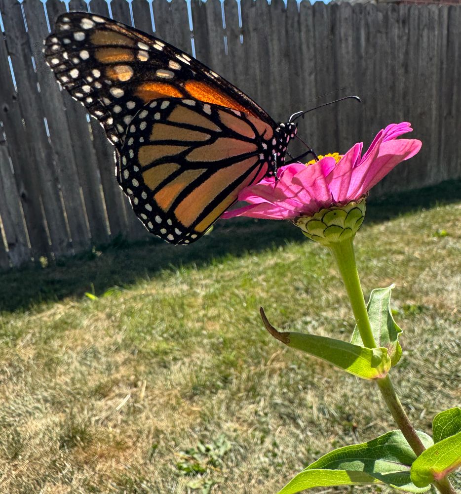 monarch on pink zinnia 