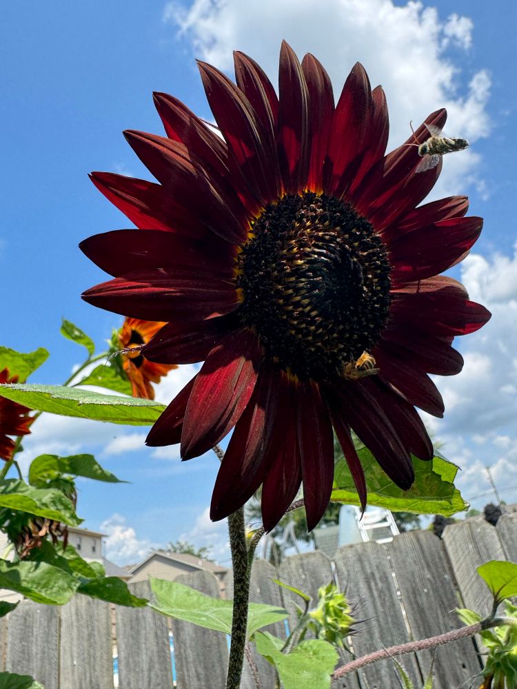 bees and a dark red sunflower, sky and clouds in the background 