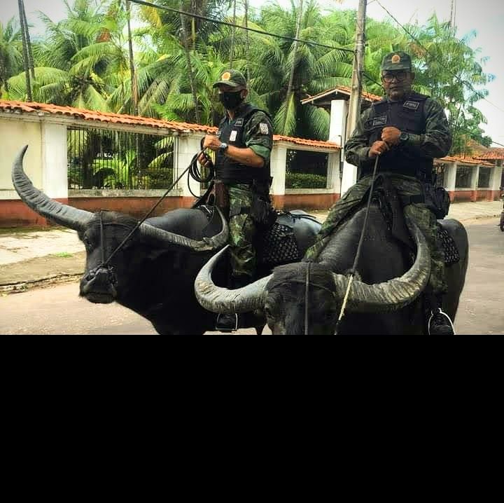 Policiais montados em búfalos fazem a ronda pelas ruas do Soure, Marajó, janeiro de 2021.