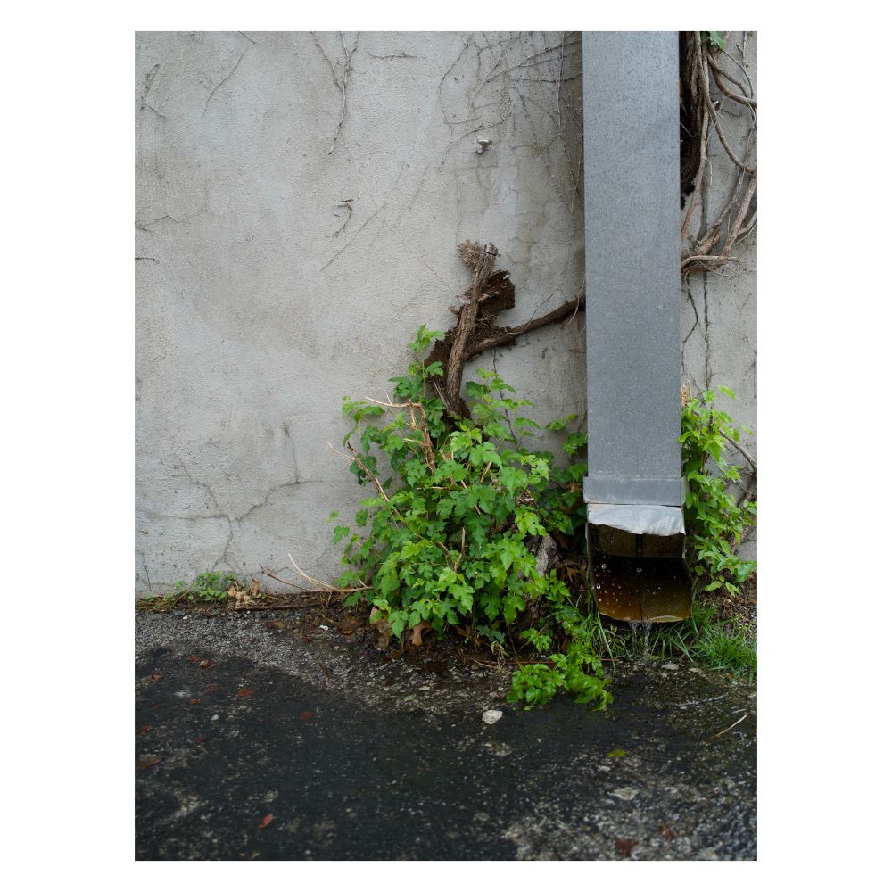 Photo of a gutter downspout against a wall. Water is coming out of the downspout and there are plants growing from between the wall and the asphalt parking lot