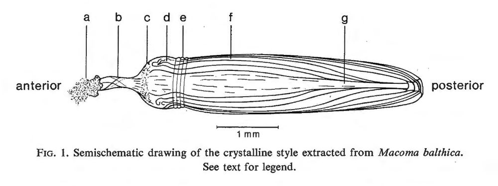 a schematic of a style. it is vaguely phallic, looking kind of like a flower bud, or a rolled joint if I'm being honest here.