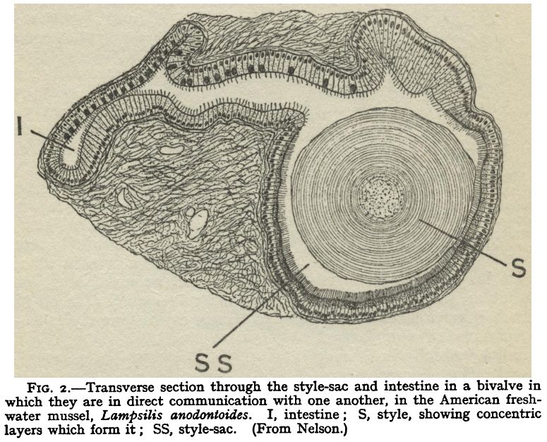 a cross section of the style in its sac. note the fine growth rings in the style, looking like tree rings. each might represent only a few hours of growth!