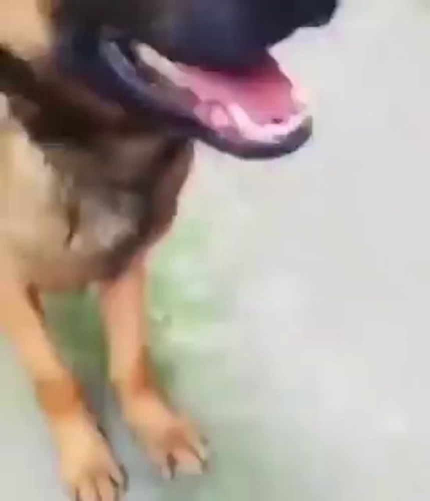 Dog Shy Shy Dog GIF