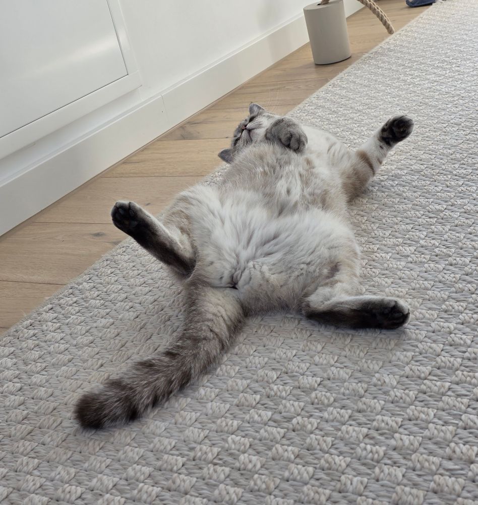 Kleine weiße Katze liegt provokativ auf dem Rücken!