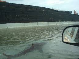shark from lake michigan swimming on the freeway 