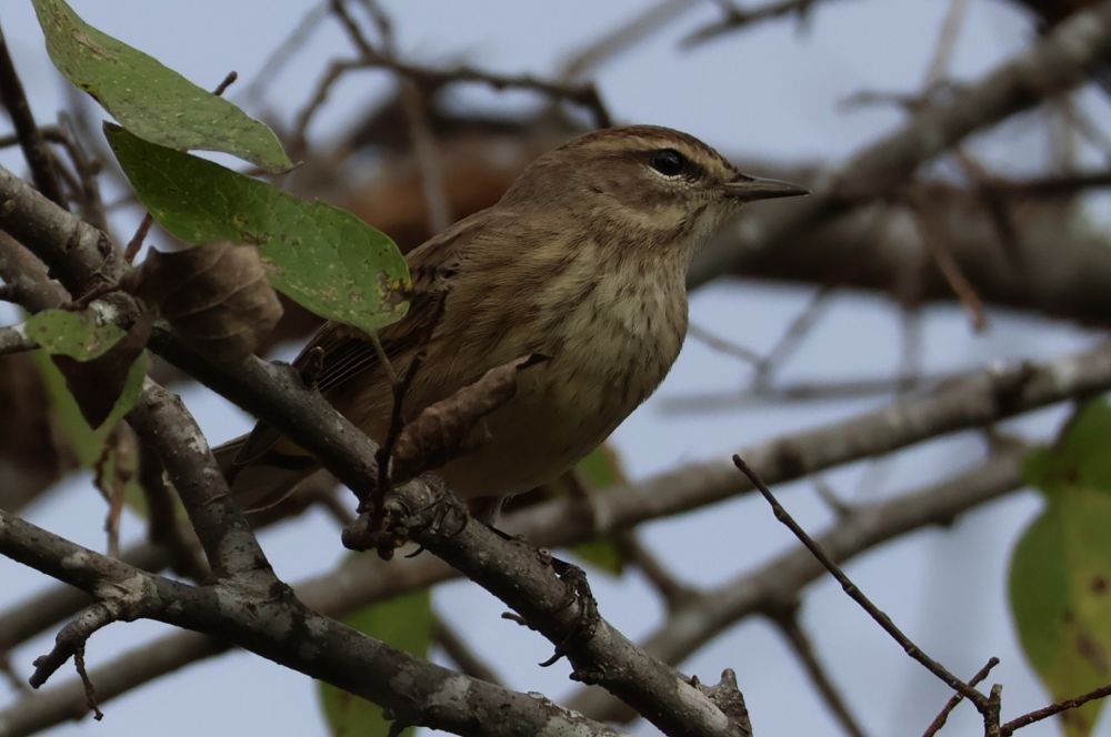 Palm warbler sits in a tree.