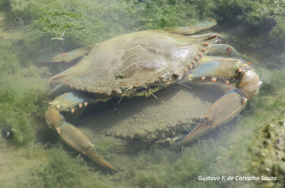 The image shows a pair of blue crabs in the coastal area of the Gulf of Cadiz.