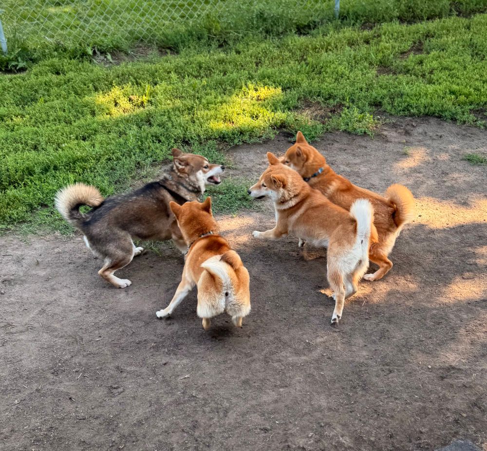 4 excited Shiba Inu playing