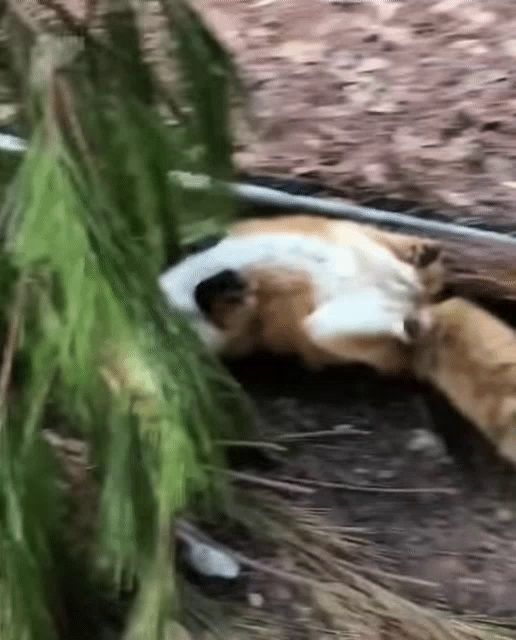 a cat is laying on its back in the grass .