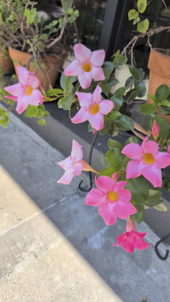 Pretty mandevilla flowers in multiple shades of pink