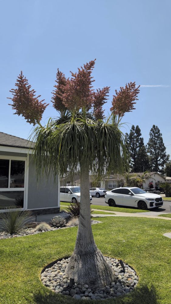 Alien-as-fuck-looking palm tree - this one's called a ponytail palm, and also known as "elephant's foot". Posted with permission from a friend in SoCal.