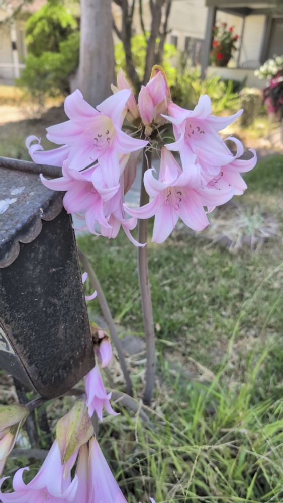 Tall stately amaryllis belladonna plant with light pink flowers
