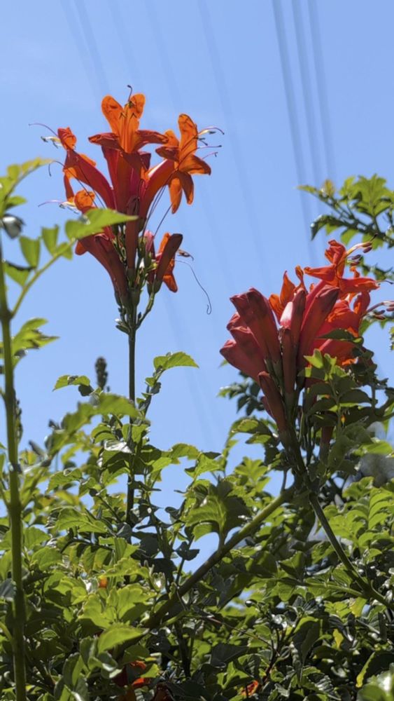 a Cape honeysuckle plant with bright orange flowers