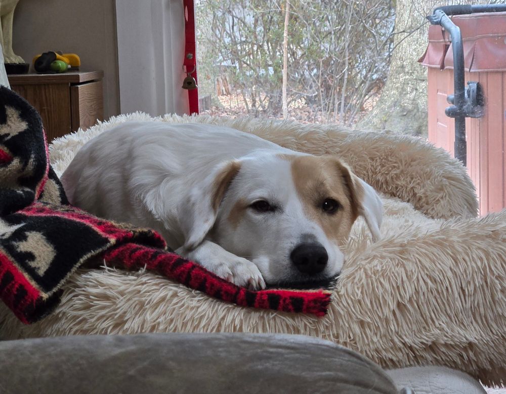 Medium sized white dog with a tan left eye patch laying on a fluffy dog bed watching in case someone does something fun.