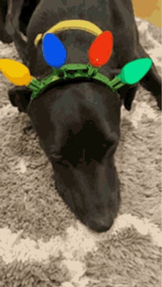 Dog Christmas GIF