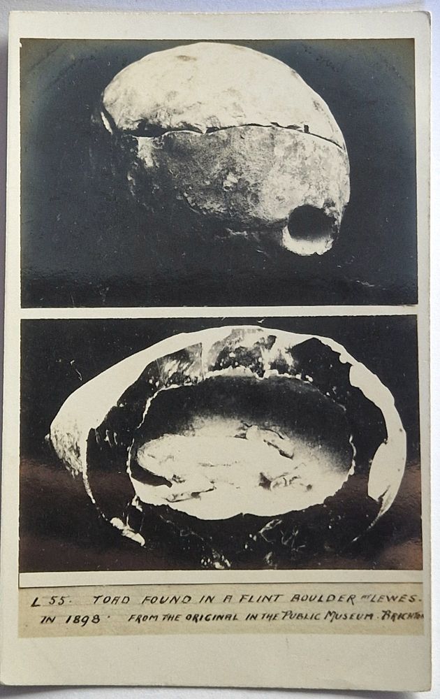 A postcard of a toad in a hollow flint nodule, found at Lewes in 1898