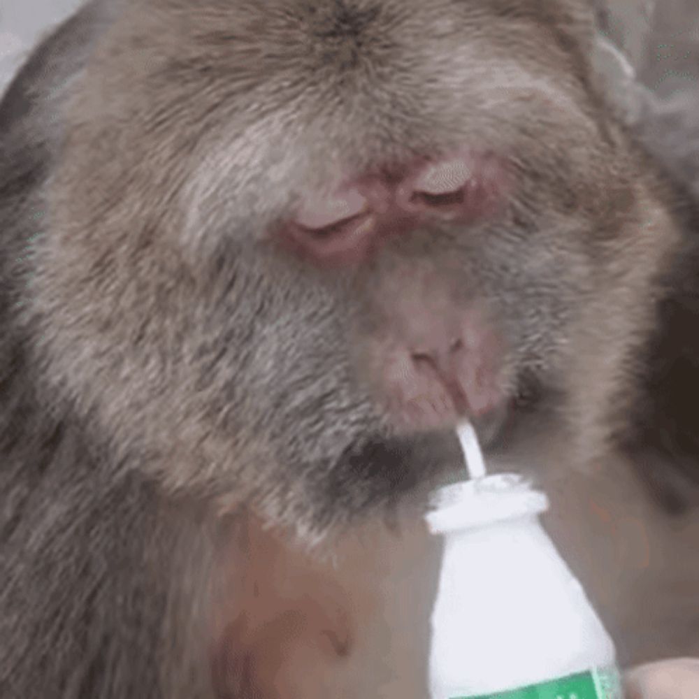 a monkey drinks from a bottle with a straw