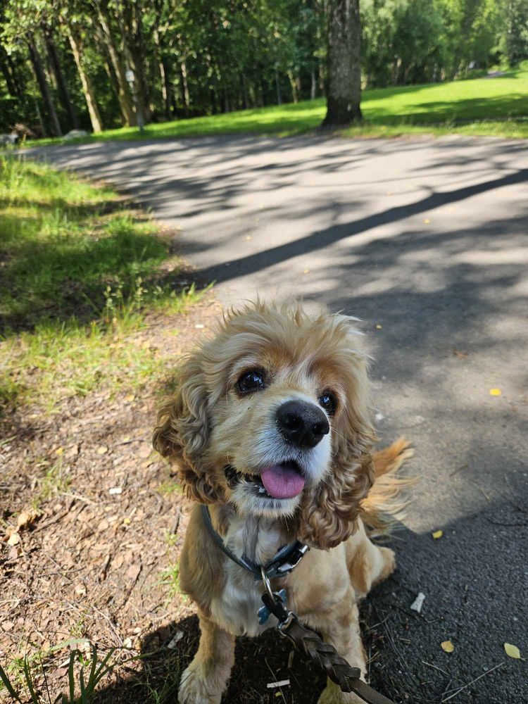 Photograph of the beloved pet named Rhodri. He is light brown with white details.