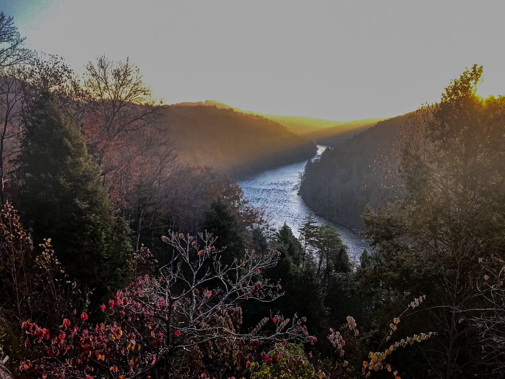 The Cumberland River in Kentucky, with the sun coming up in the background, the sparkling river flowing throught forests, and red leaves on shrubs in the foreground. Copyright Tom Kimmerer