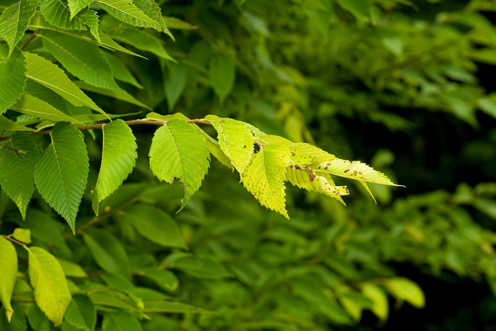 An American elm tree with dark green early season foliage and a mid-summer flush of pale yellow-green leaves. Copyright Tom Kimmerer