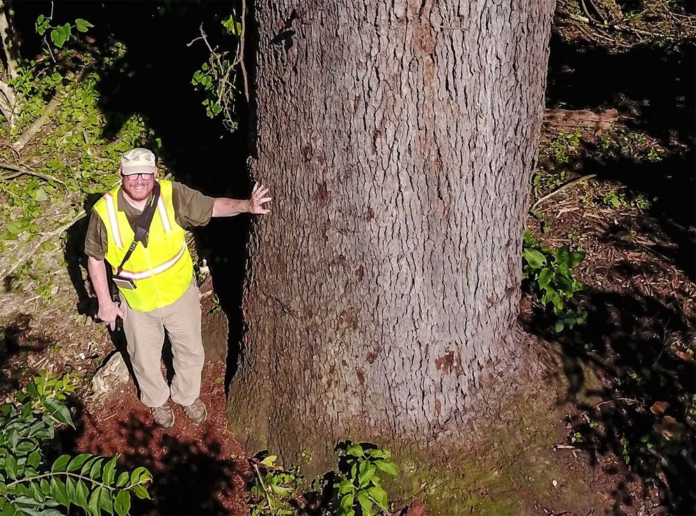 An aerial view of a man in a yellow vest with one hand on a huge cherry tree. He is looking up at the camera. Copyright Tom Kimmerer